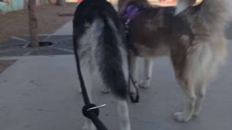 Park - North Las Vegas, NV