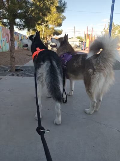 Park - North Las Vegas, NV