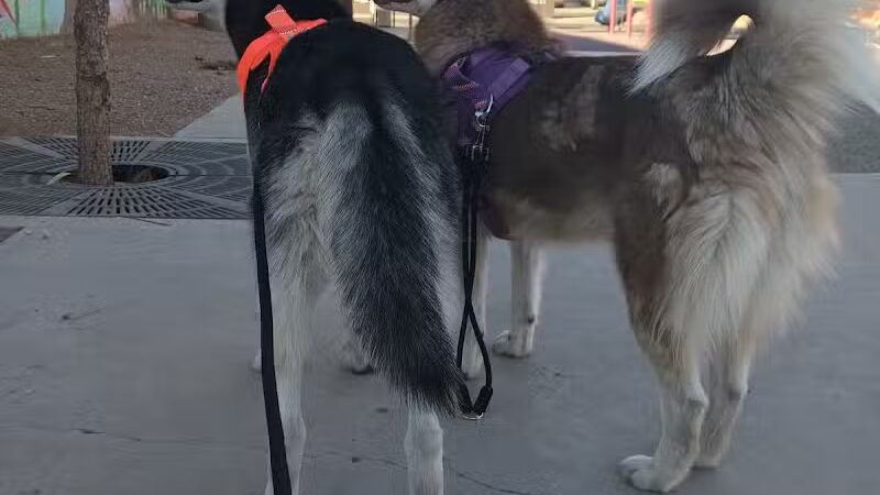 Park - North Las Vegas, NV