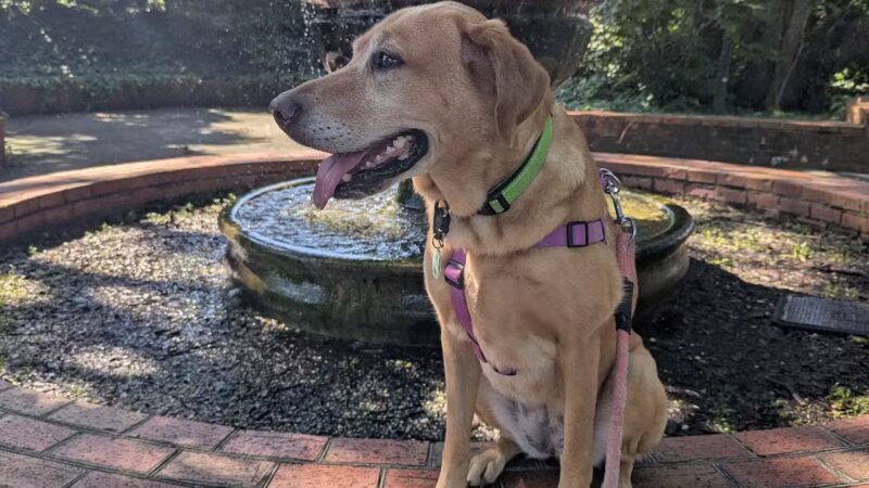 McLean Park - North Myrtle Beach, SC