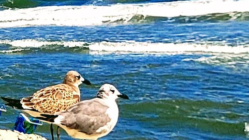 Cherry Grove Oceanfront Park - North Myrtle Beach, SC