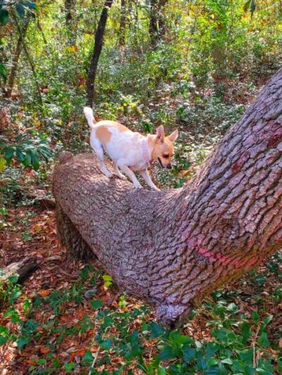 Ingram Dunes Nature Preserve - North Myrtle Beach, SC