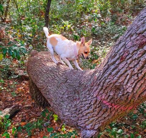 Ingram Dunes Nature Preserve - North Myrtle Beach, SC