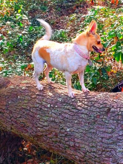 Ingram Dunes Nature Preserve - North Myrtle Beach, SC