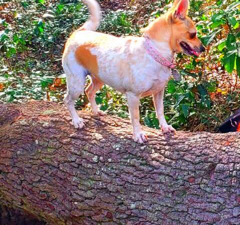 Ingram Dunes Nature Preserve - North Myrtle Beach, SC