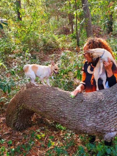 Ingram Dunes Nature Preserve - North Myrtle Beach, SC