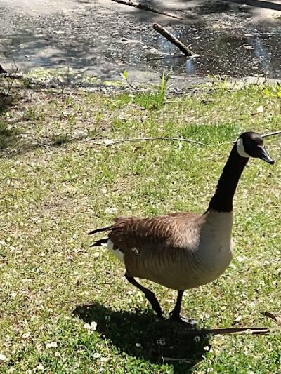 McLean Park - North Myrtle Beach, SC
