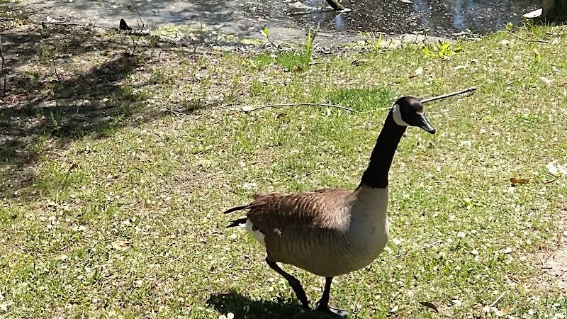 McLean Park - North Myrtle Beach, SC