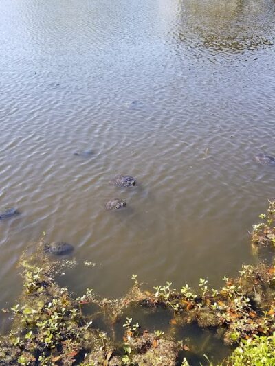 McLean Park - North Myrtle Beach, SC