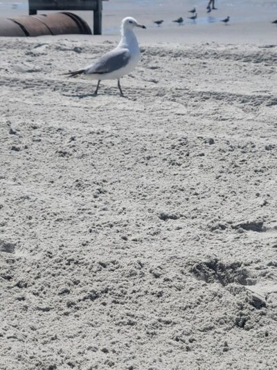 Public Beach Access - North Myrtle Beach, SC