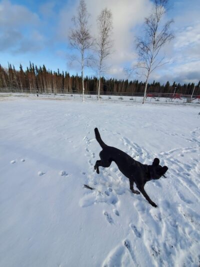 North Pole Dog Park - North Pole, AK