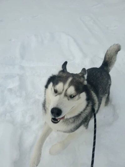 North Pole Dog Park - North Pole, AK