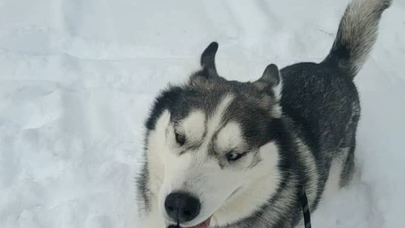 North Pole Dog Park - North Pole, AK