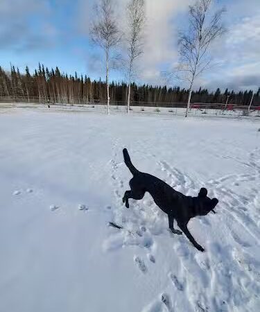 North Pole Dog Park - North Pole, AK