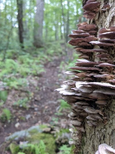 Avalonia TriTown Preserve Parking - North Stonington, CT