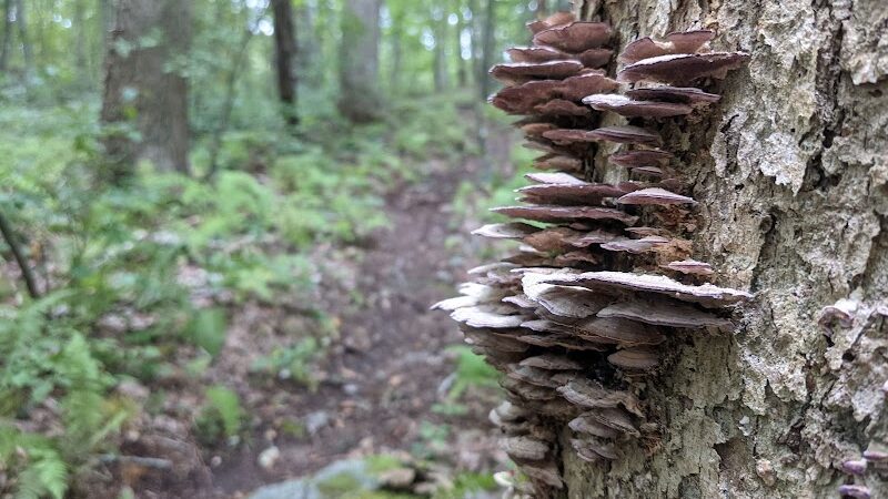 Avalonia TriTown Preserve Parking - North Stonington, CT