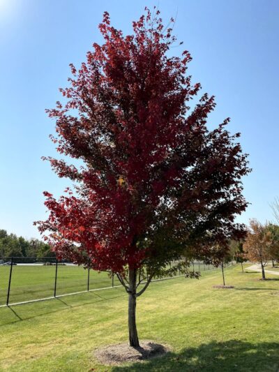 O'Fallon Sports Park - O'Fallon, MO