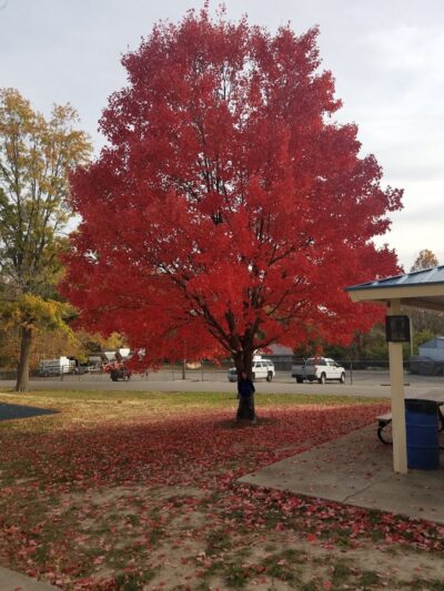 Playground - O'Fallon, MO