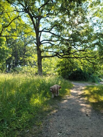 Mayslake - Oak Brook, IL