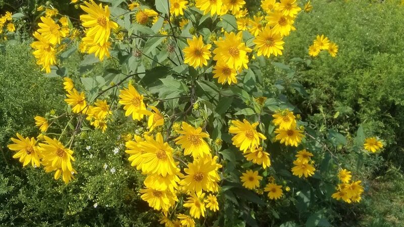 Mayslake - Oak Brook, IL