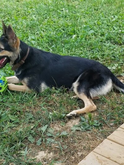 Oak Hill Dog Park - Oak Hill, WV