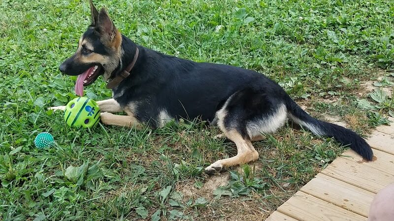 Oak Hill Dog Park - Oak Hill, WV