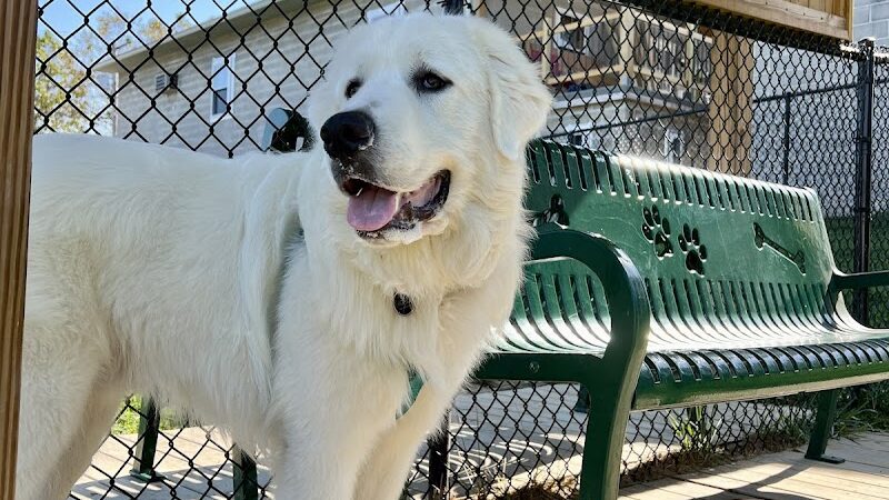 Oak Hill Dog Park - Oak Hill, WV