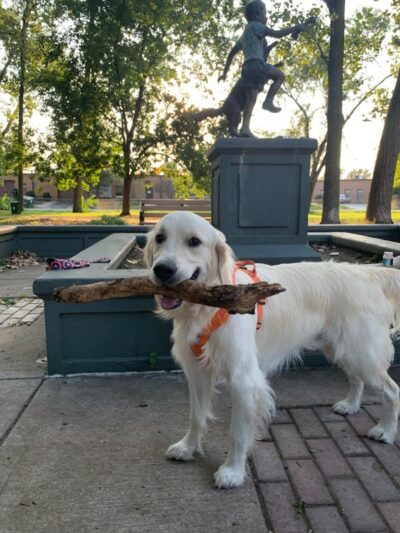 Bailey's Crossing Dog Park - Oak Lawn, IL