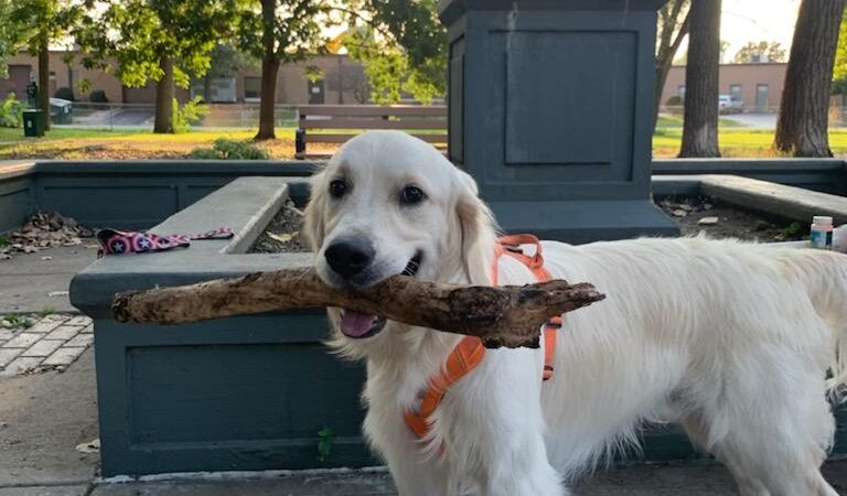 Bailey's Crossing Dog Park - Oak Lawn, IL