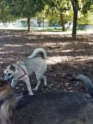 Bailey's Crossing Dog Park - Oak Lawn, IL