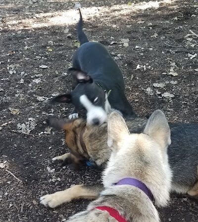 Bailey's Crossing Dog Park - Oak Lawn, IL