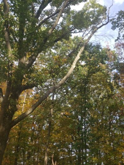 Jefferson Dogpark - Oak Ridge, NJ