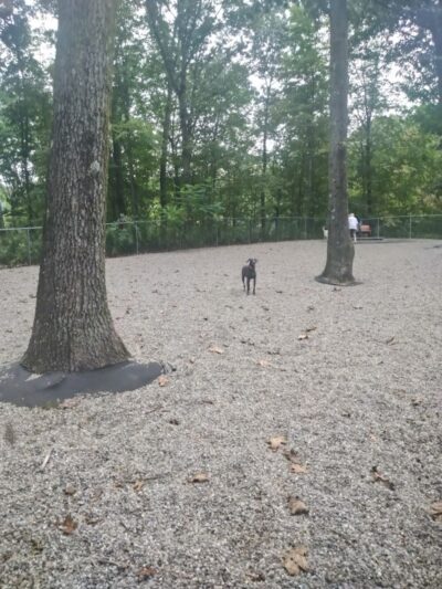 Jefferson Dogpark - Oak Ridge, NJ