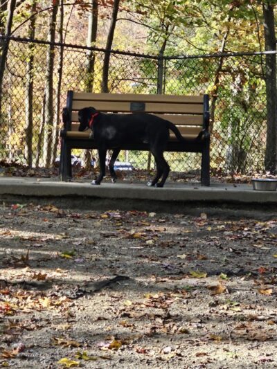 Jefferson Dogpark - Oak Ridge, NJ