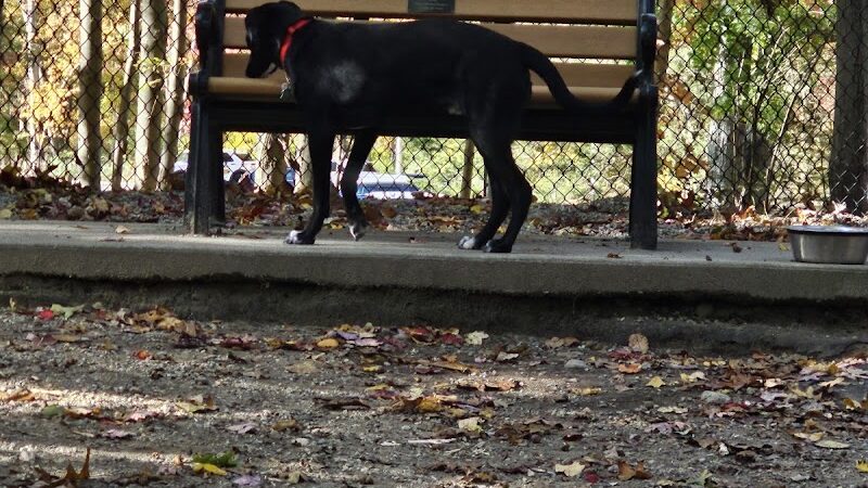 Jefferson Dogpark - Oak Ridge, NJ