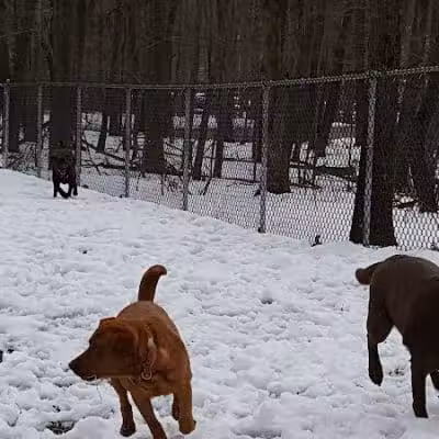 Jefferson Dogpark - Oak Ridge, NJ