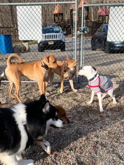 Jefferson Dogpark - Oak Ridge, NJ