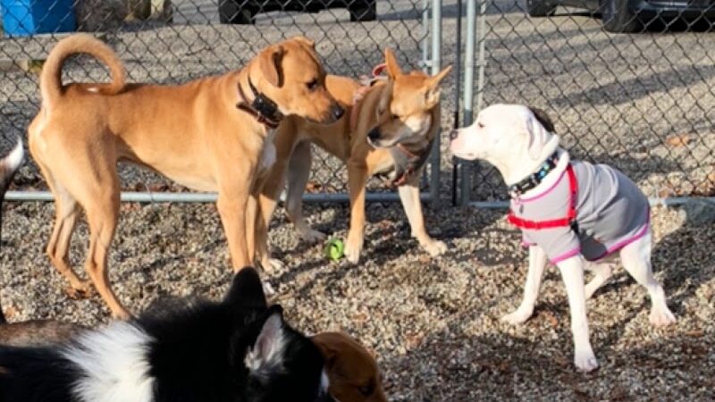 Jefferson Dogpark - Oak Ridge, NJ