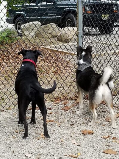 Jefferson Dogpark - Oak Ridge, NJ