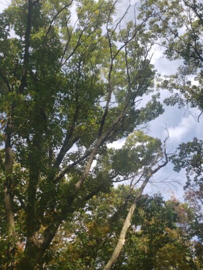 Jefferson Dogpark - Oak Ridge, NJ