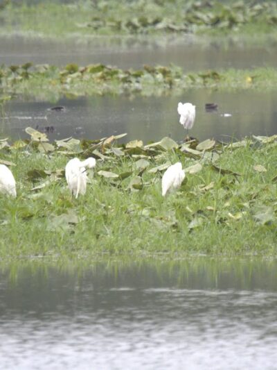 Patoka River National Wildlife Refuge Snakey Point - Oakland City, IN