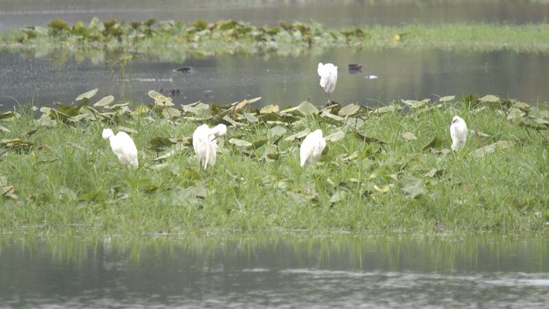 Patoka River National Wildlife Refuge Snakey Point - Oakland City, IN