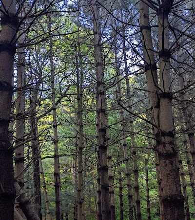 Alley Pond Park - Oakland Gardens, NY