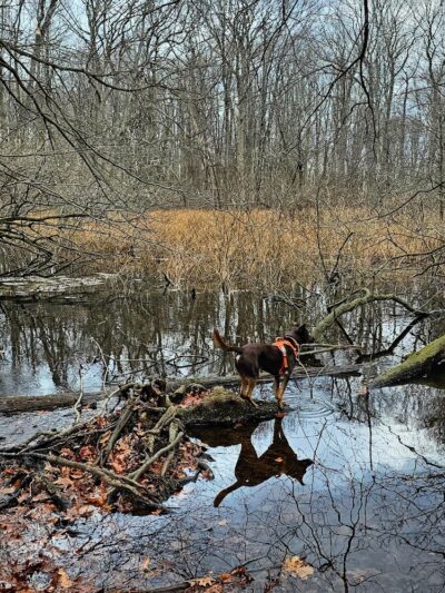 Alley Pond Park - Oakland Gardens, NY