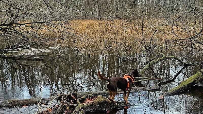 Alley Pond Park - Oakland Gardens, NY