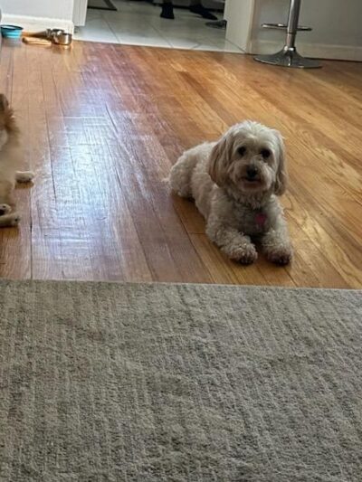 Queens Dog Walk - Oakland Gardens, NY