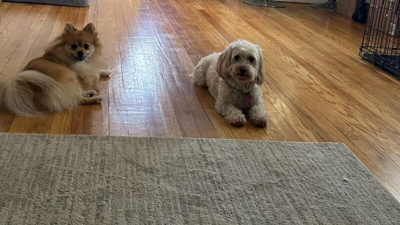 Queens Dog Walk - Oakland Gardens, NY