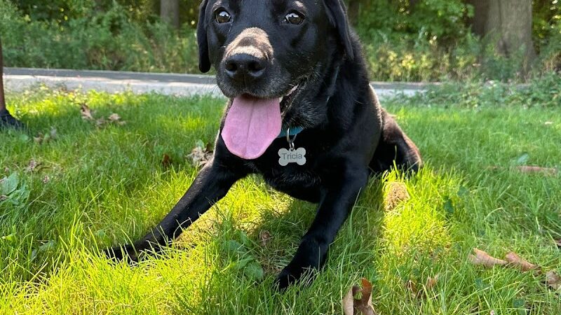 Queens Dog Walk - Oakland Gardens, NY