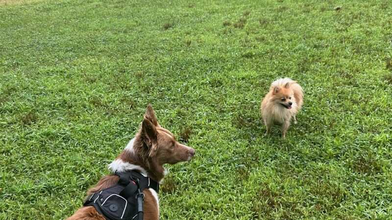 Queens Dog Walk - Oakland Gardens, NY