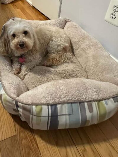 Queens Dog Walk - Oakland Gardens, NY